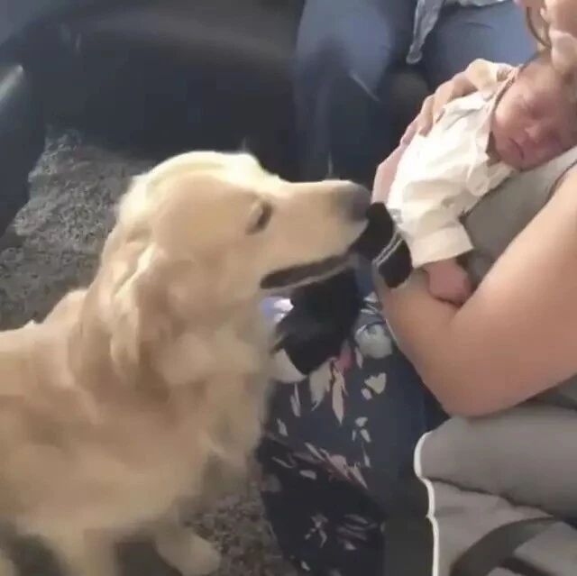 金毛与新出生的婴儿见面，激动得到处找礼物送婴儿：以后多多指教！