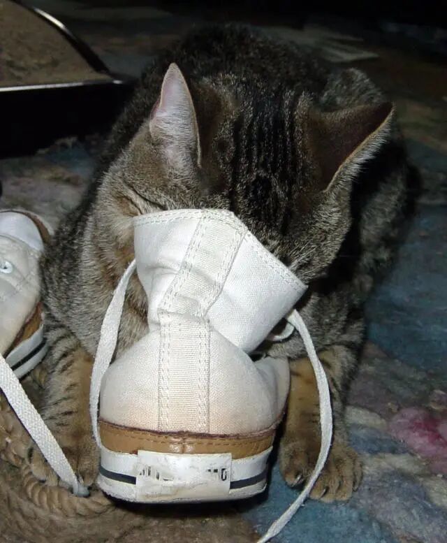 妹子脸上长了脚气 一问理由笑出声 都怪我家猫 二货萌宠屋 微信公众号文章阅读 Wemp