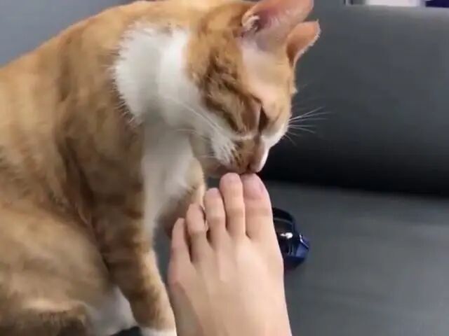 妹子脸上长了脚气 一问理由笑出声 都怪我家猫 二货萌宠屋 微信公众号文章阅读 Wemp