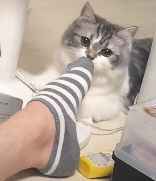 妹子脸上长了脚气 一问理由笑出声 都怪我家猫 二货萌宠屋 微信公众号文章阅读 Wemp