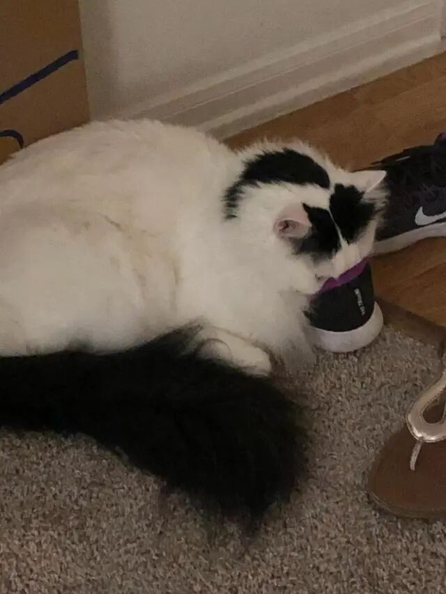 妹子脸上长了脚气 一问理由笑出声 都怪我家猫 二货萌宠屋 微信公众号文章阅读 Wemp