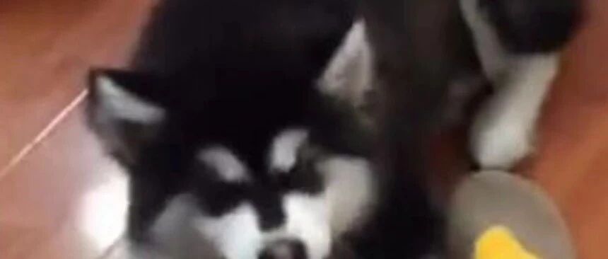 脑残主人挑逗哈士奇，二哈接下来的表现，让主人后悔连连