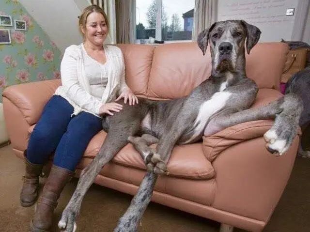 大狗站起來跟姚明一樣高，咬壞23張沙發，主人為它單身四年不後悔 寵物 第2張