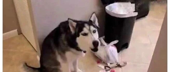 哈士奇又造了一波“视觉冲击”，主人二话不说，下楼买桂皮八角！