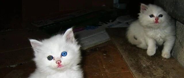 屋外失火，流浪猫“叫醒”熟睡中的大叔，大叔被感动将它收养