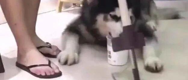 哈士奇看到主人在拖地，接下来动作令人笑喷，网友：此二哈已成精