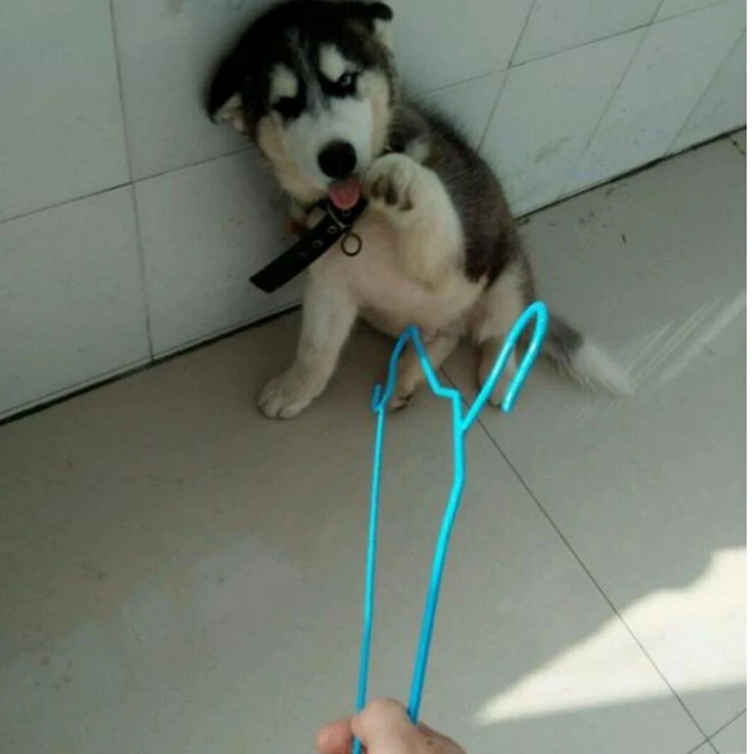 哈士奇拆家被主人逮着，二哈见状求饶，见势头不对直接逃跑！