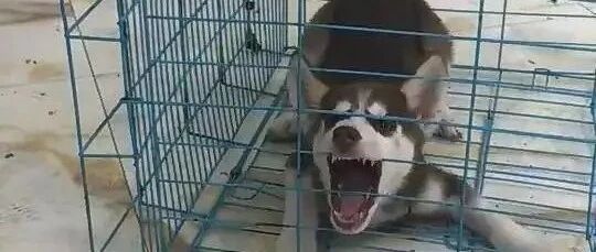 二哈惹事被关笼反省，没料看到笼外食物后，做出举动笑哭主人