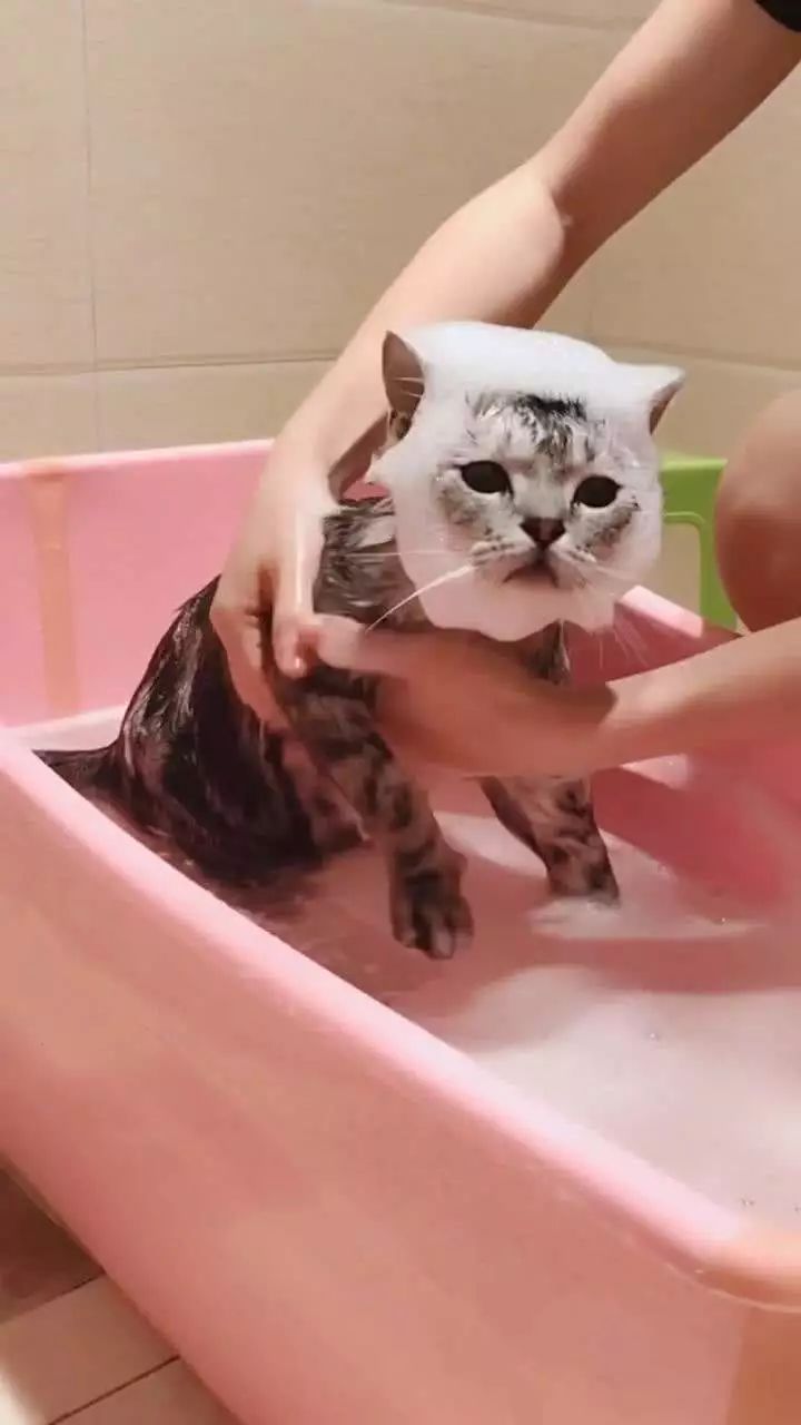 主人給小貓洗澡，聽話的小貓不吵不鬧，主人不禁感慨可能是只假貓 未分類 第1張