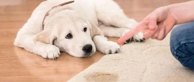 “占有欲强”的狗狗会有这5个表现，也是爱你的特征，你家有几个