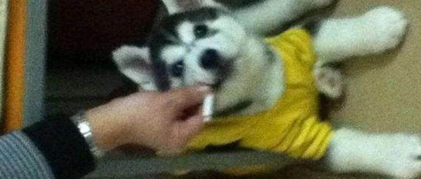 出差将二哈放在朋友家，回来时看见二哈在吸烟，朋友一句话令人气愤