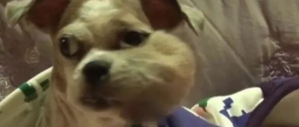 狗狗脸上长了个大肿瘤，只能侧身睡觉，主人时刻陪伴着它