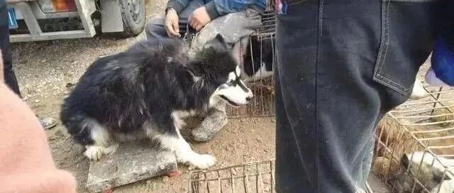 阿拉斯加乖乖坐在秤上，浑然不知自己将成肉狗，它的举动让人心疼！