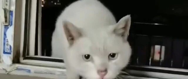 流浪猫主动上门求收养，被拒后隔天又爬窗哀求，它也想有个家啊