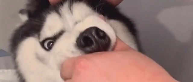 为防二哈遛主人，主人购置8米长20斤重的牵引绳，这下飞不起来了