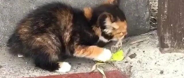 小流浪猫，被饿到吃绳子，后被人收养，2个月过去了，它怎么样了