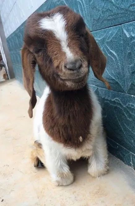 小羊崽天生一副微笑臉，看起來暖暖的，讓人感覺非常的稀奇 未分類 第1張