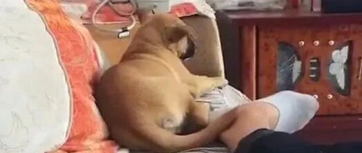 狗狗不经意回头，突然闻到主人的臭脚，狗狗：臭到本汪想蹦迪！