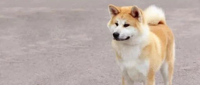 千万别教狗狗这个技能，一旦学会，只能给主人带来烦恼