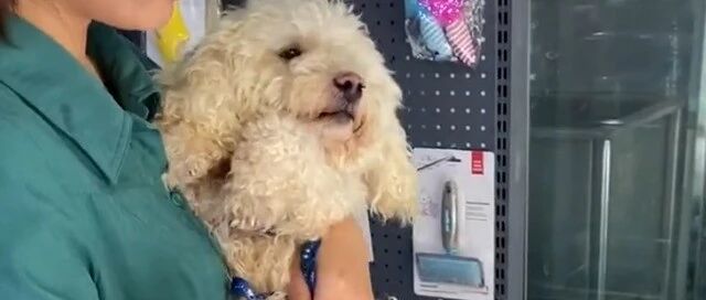 铲屎官欲将狗狗弃养，但这次，我支持她弃养！