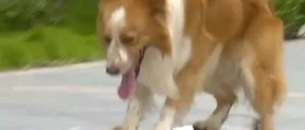 不愧是智商最高的狗！边牧跟主人学轮滑，一口气下30级台阶