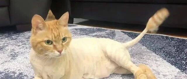 有爱！这只失去前爪的流浪猫，竟被邀请拍电影，还成了电影明星