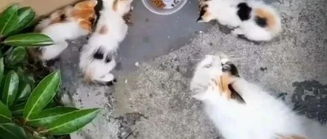 流浪猫妈妈，带好心人去看它刚出生的孩子，这得是多大的信任啊