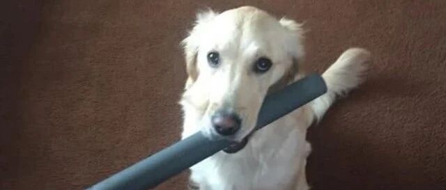 家中金毛为博关注，竟叼来这些东西邀宠，铲屎官看了笑到胃痛