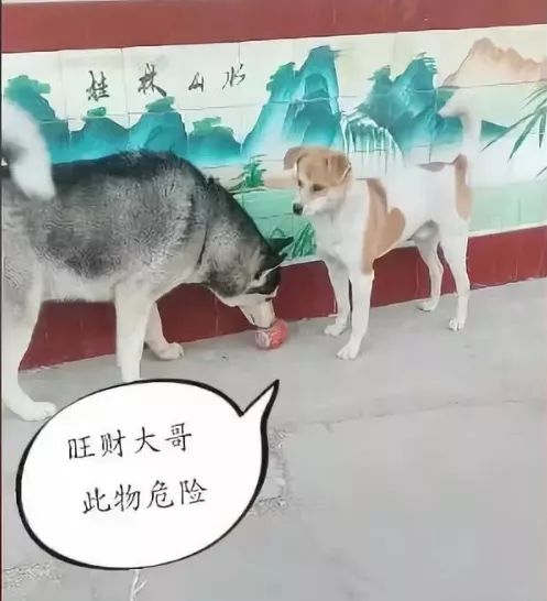 二哈看中田園犬的玩具，狗子機智的找了個借口，把田園犬給忽悠了 寵物 第1張