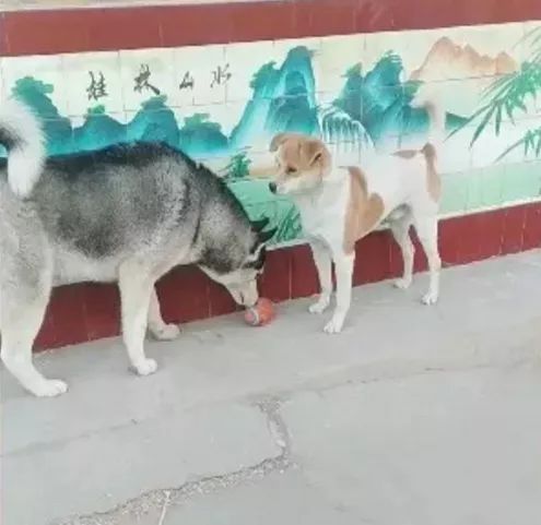 二哈看中田園犬的玩具，狗子機智的找了個借口，把田園犬給忽悠了 寵物 第5張