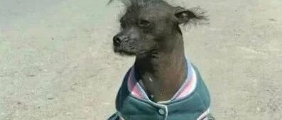 主人带狗参加丑狗比赛，随便一摆丑到不像话，众狗见了甘拜下风