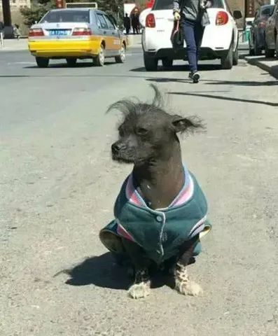 主人带狗参加丑狗比赛,随便一摆丑到不像话,众狗见了甘拜下风-微信头条网 主人带狗参加丑狗比赛,随便一摆丑到不像话,众狗见了甘拜下风