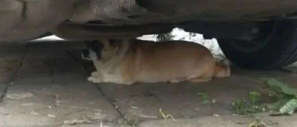 这是我见过最可爱的流浪狗，但即使可爱，也没能逃过被伤害！