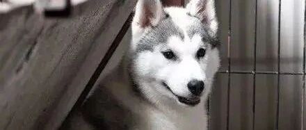 网友晒出哈士奇素颜照，颜值简直逆天，美爆了！