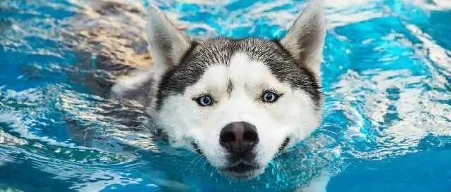 你养的哈士奇，跟别人家哈士奇的差别，看了你可能会怀疑人生