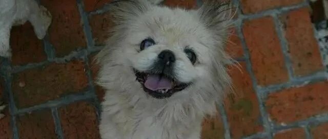 收养流浪狗，不能只看好处，也要看到弊端，看完你还想收养吗？