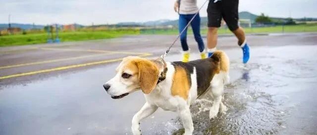 在法国，猫狗很高贵，一般人没资格养！