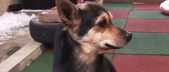 狗宝宝因双腿残疾被妈妈“嫌弃”，幸运的是它收获了主人的宠爱