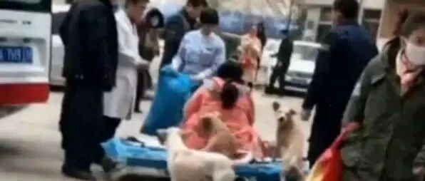 女主人临产，4只狗狗跳上救护车陪伴她，赶都赶不走