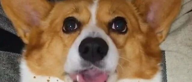 360行，行行出状元，我愿称这只柯基为“挑食状元”，我服了！