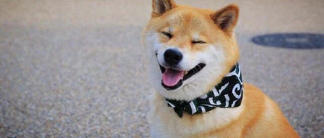 治疗犬帮助主人走出自闭：每当主人崩溃大哭，狗狗就会“拥抱”她