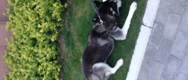 二哈路边看见摇摇车后，死活都不愿意走了，主人不得已带它坐了一次