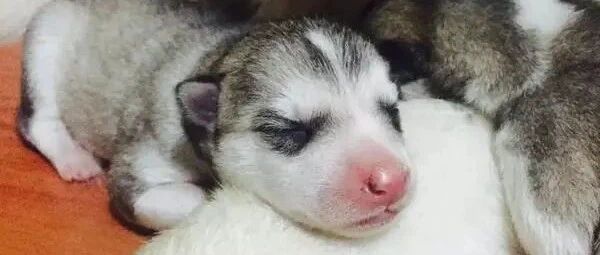 二哈，二哈！其实一点都不哈，认识一下不一样的哈士奇