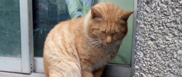 13岁猫咪5年间每天准时乘坐公交车，居民说它在寻找主人