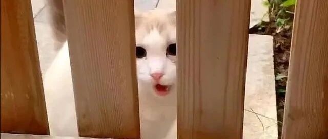 流浪布偶猫，3次主动上门求收养，还带着一肚子小猫，这啥运气？