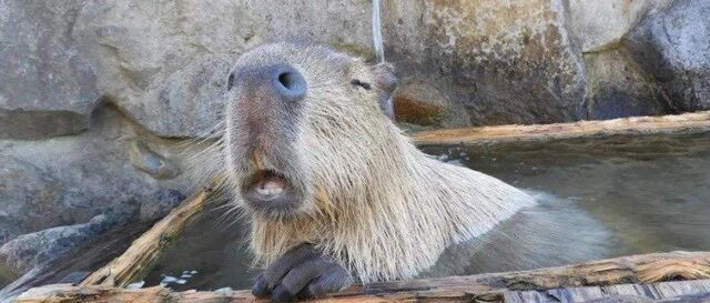 水豚“人缘”有多好？连它的粪便都被其他动物抢着吃