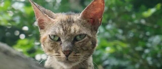 流浪猫自己愿不愿意被收养？人类自作多情？