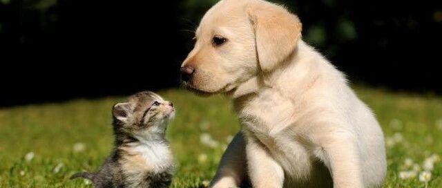 母爱！流浪狗妈妈为保护孩子，与猎豹“搏斗”毫无畏惧