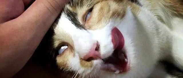 猫咪救了个人，奖它一包高级猫粮，记者问它啥感受，猫反应亮了