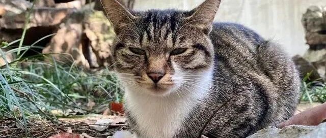 流浪猫天天爬25楼，敲门要食物，它怎么做到的？怎么记住的楼层？